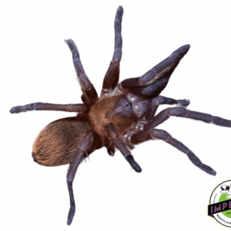Dwarf Violet Tarantula (Citharacanthus cyaneus)