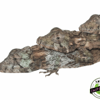 False Chameleon Baby