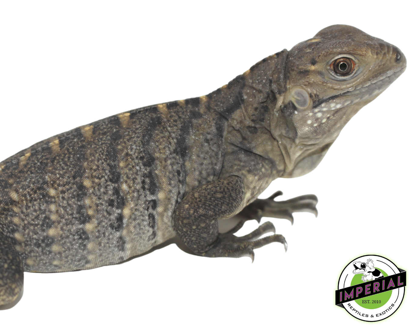 Rock Iguana Baby (Cyclura nubila) - Image 2