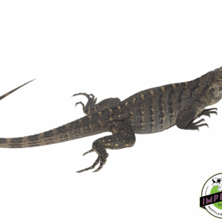 Rock Iguana Baby (Cyclura nubila)