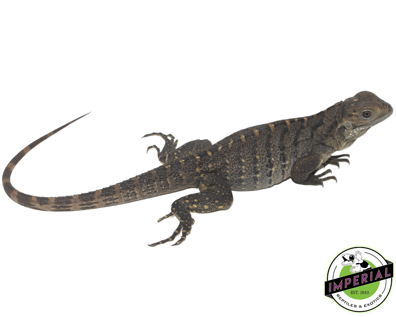 Rock Iguana Baby (Cyclura nubila)