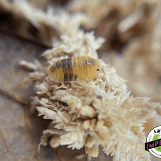 Cubaris sp "Amber" Isopods