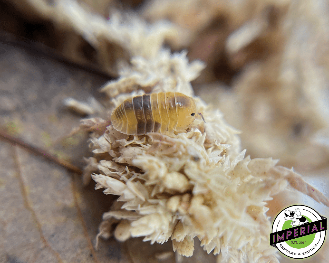 Cubaris sp "Amber" Isopods