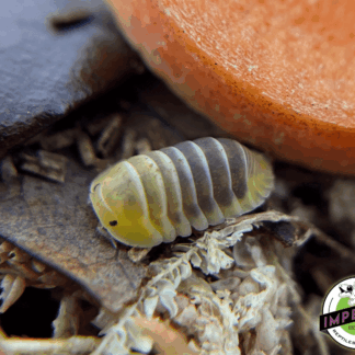 Cubaris sp "Jupiter" Isopods