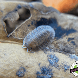 Cubaris sp "Soil" Isopods