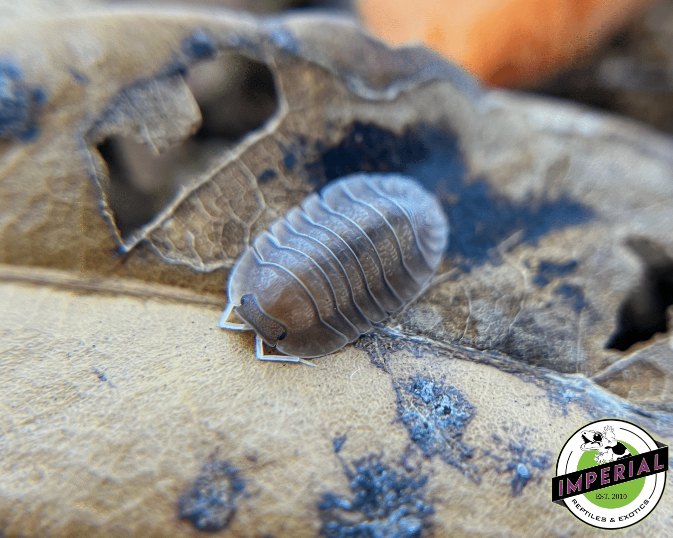 Cubaris sp "Soil" Isopods