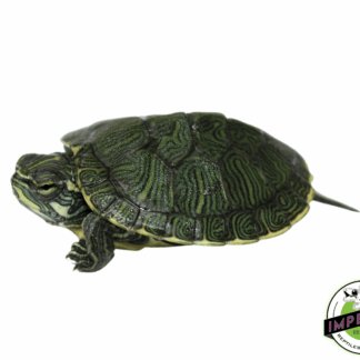 Cumberland Slider Baby