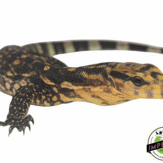 CB Cumingi Monitor Baby