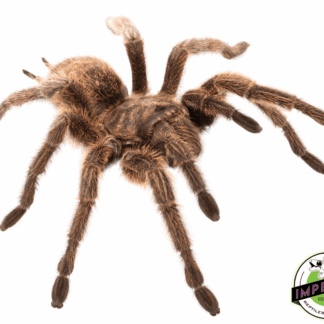 Curly Hair Tarantula (Brachypelma albopilosum)