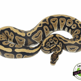 Cypress Ball Python