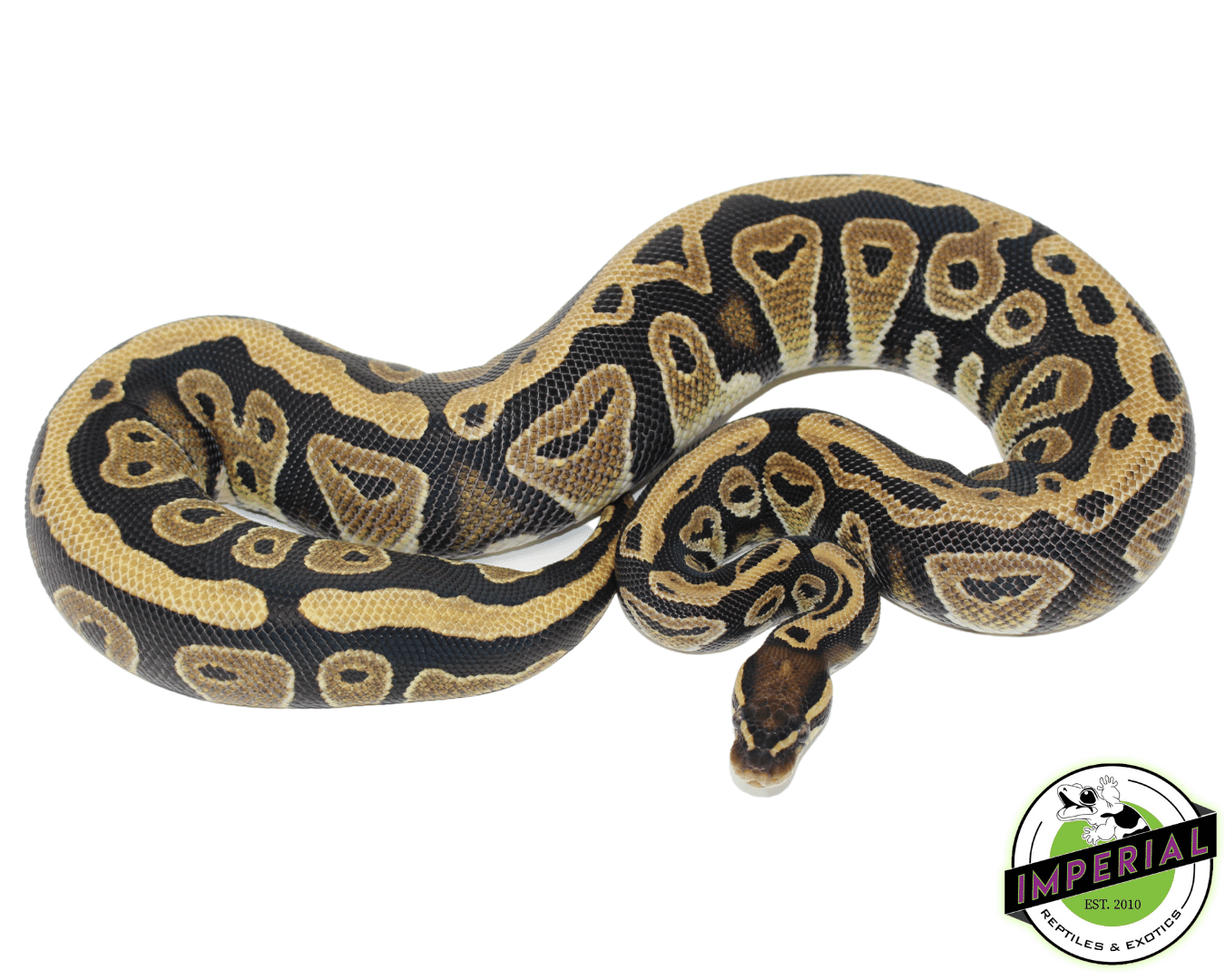 Cypress Ball Python