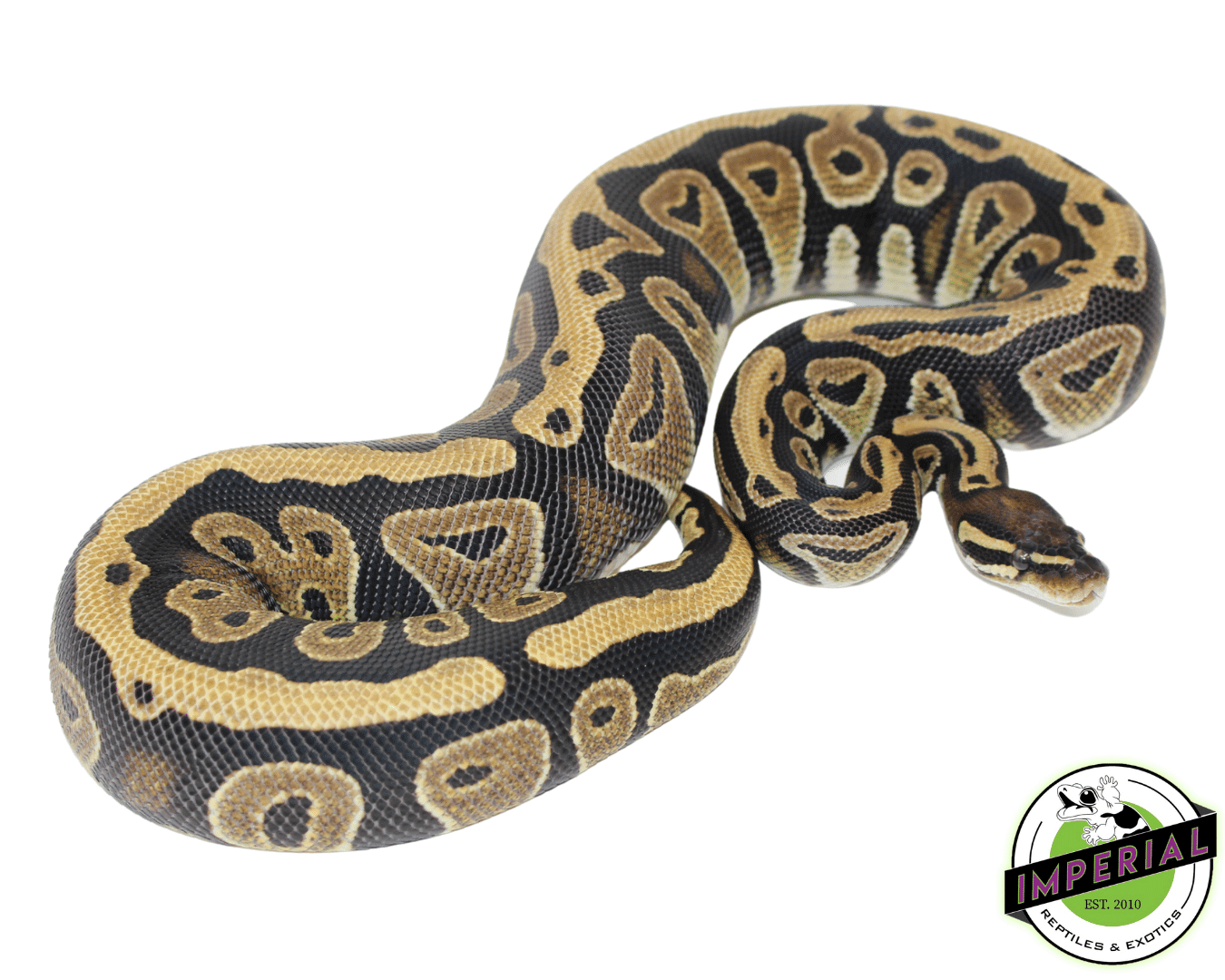 Cypress Ball Python - Image 2