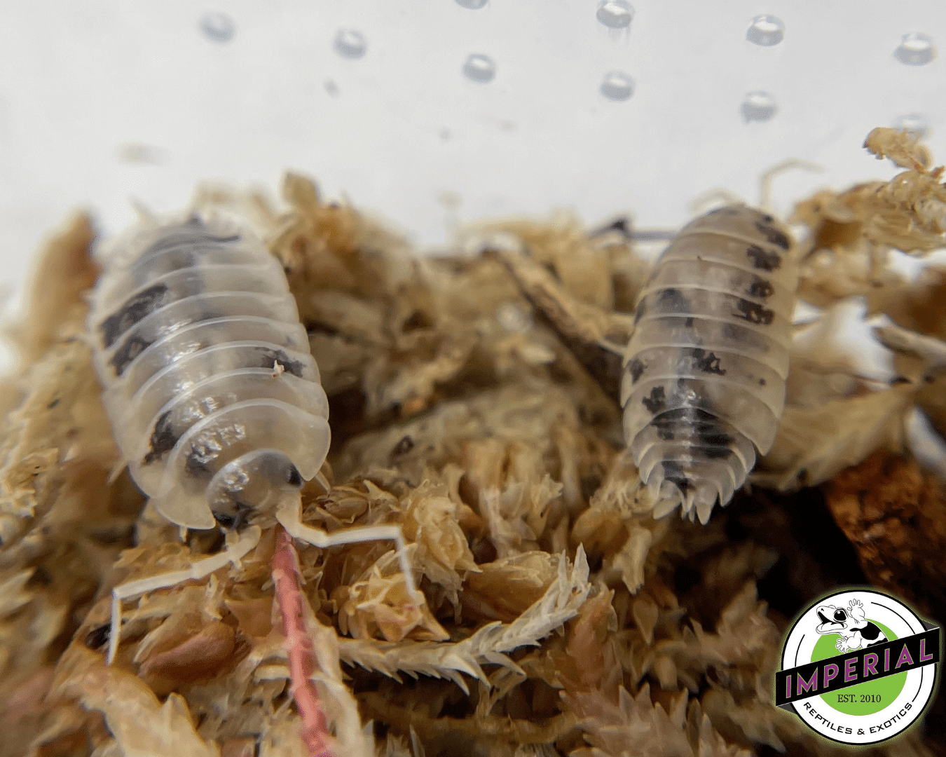Porcellio laevis "Dairy Cow" Isopods (10 ct.) - Image 2