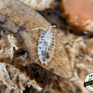 Porcellio laevis "Dairy Cow" Isopods (10 ct.)