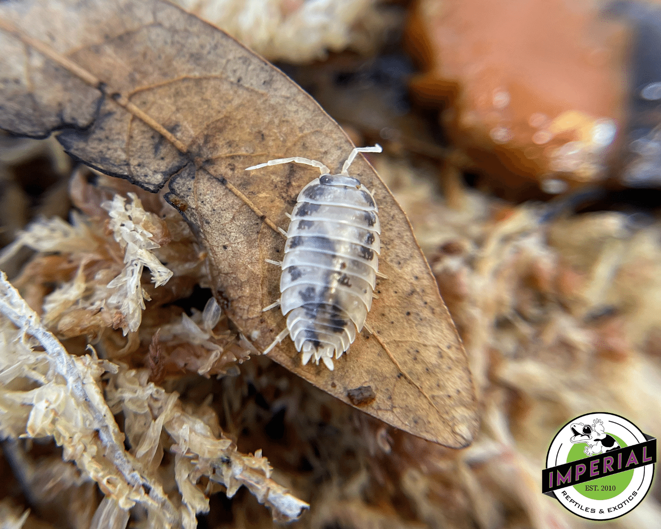 Porcellio laevis "Dairy Cow" Isopods (10 ct.)