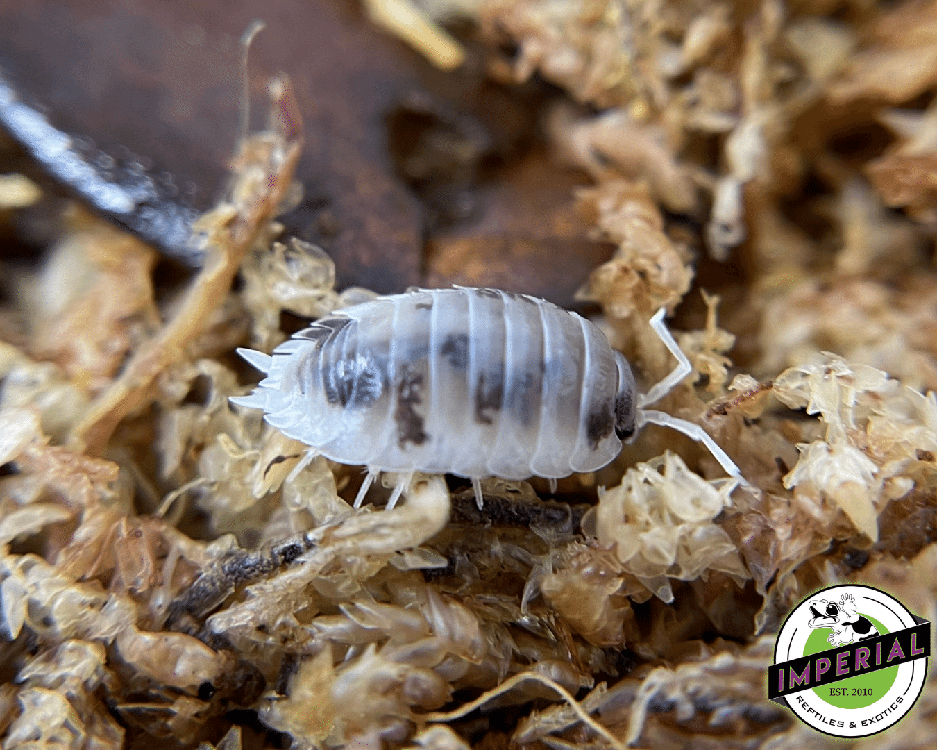 Porcellio laevis "Dairy Cow" Isopods (10 ct.) - Image 3