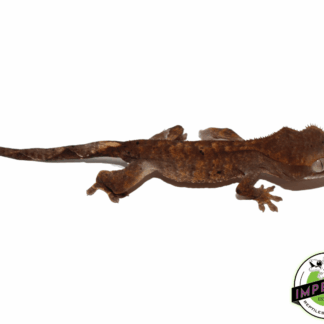 Dalmatian Crested Gecko Baby