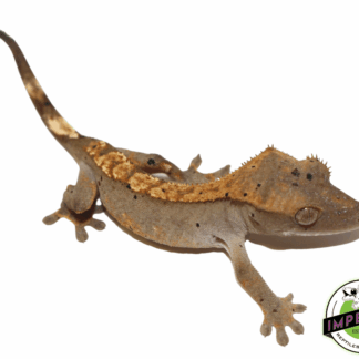 Dalmatian Crested Gecko Baby