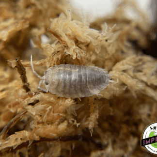 Porcellio scaber "Dalmatian" Isopods (10 ct.)