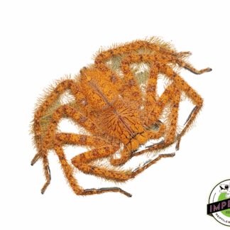 Orange (David bowie) Huntsman Spider