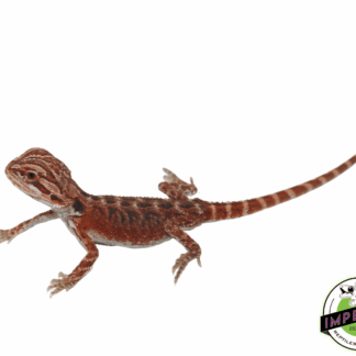 Deep Red Bearded Dragon
