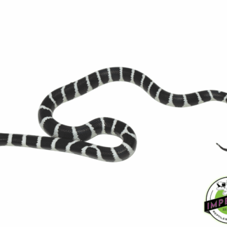 Black & White 'Desert Phase' California Kingsnake