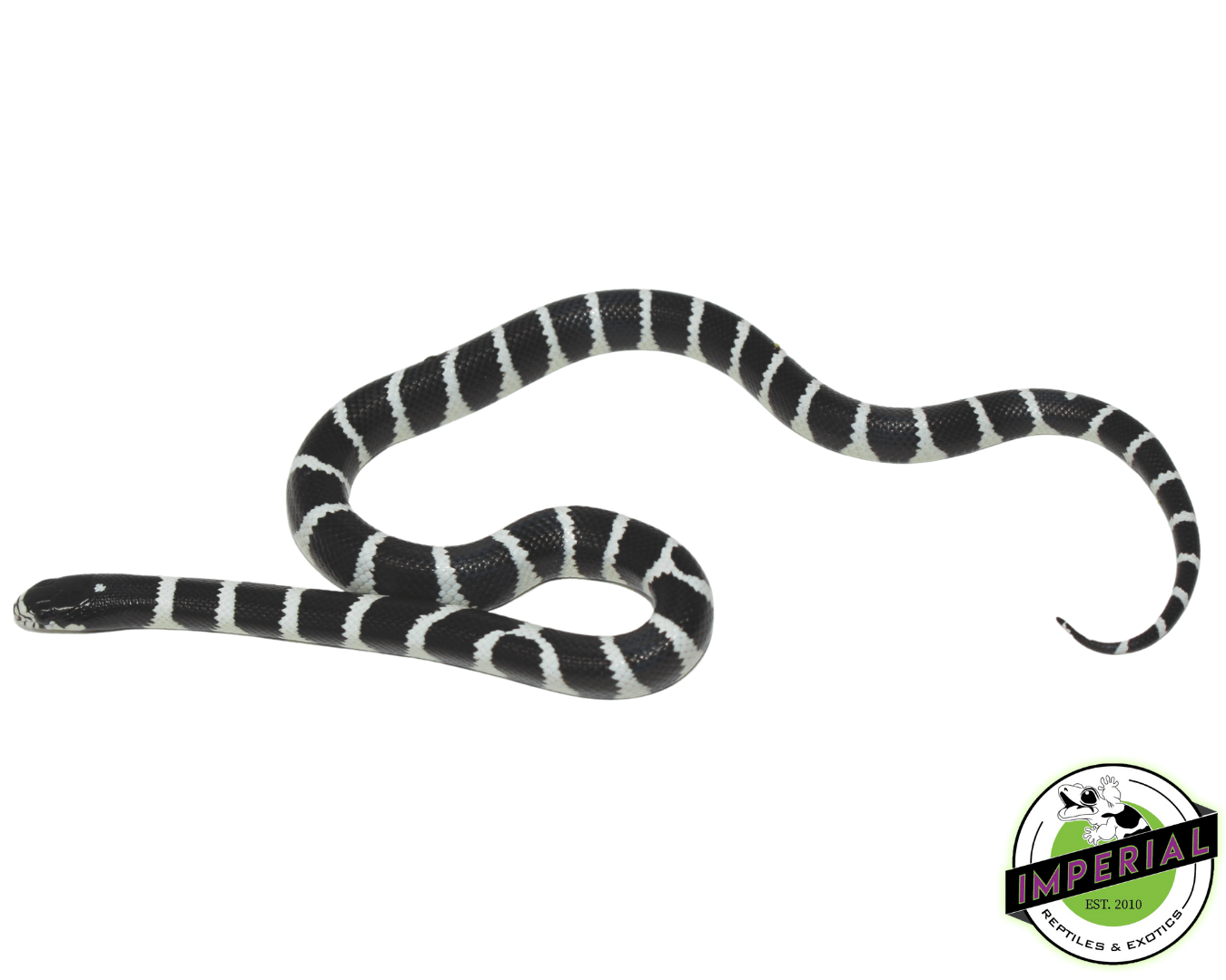 Black & White 'Desert Phase' California Kingsnake