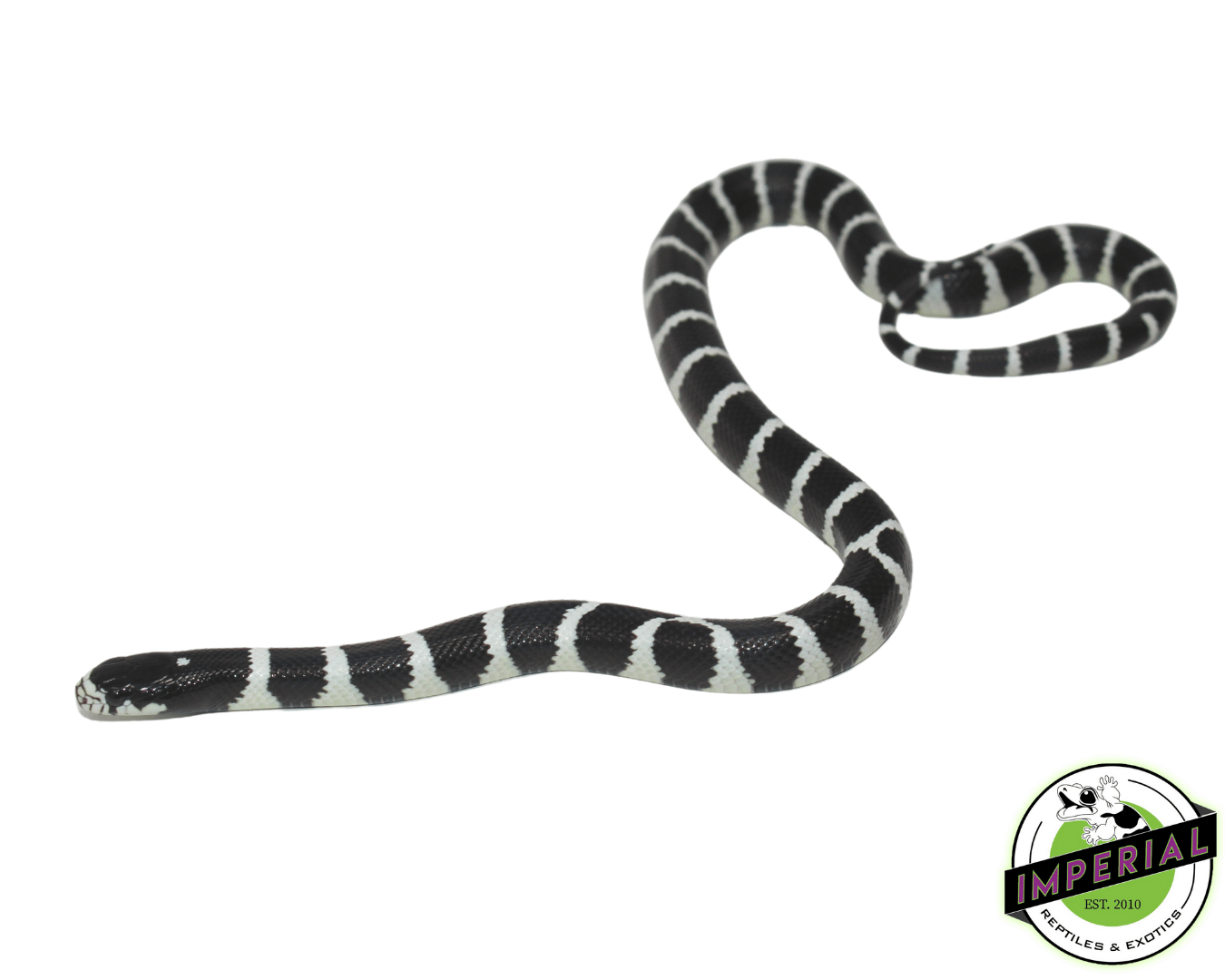 Black & White 'Desert Phase' California Kingsnake - Image 2