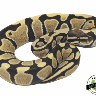 Desert Ghost Ball Python