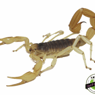 Desert Hairy Scorpion