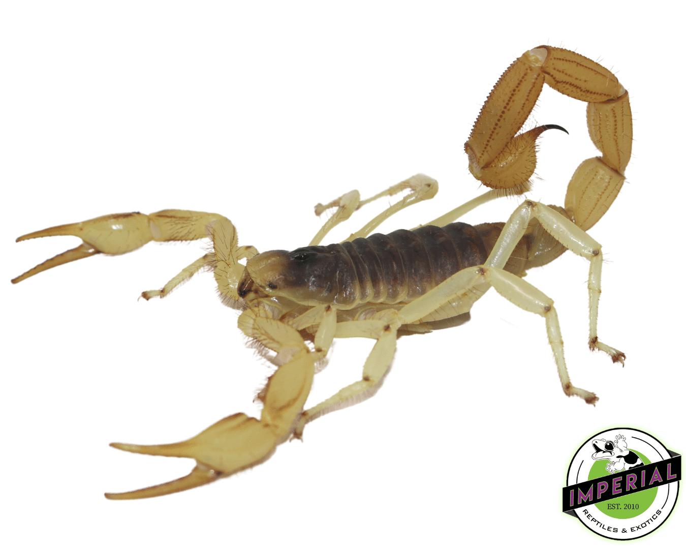 Desert Hairy Scorpion
