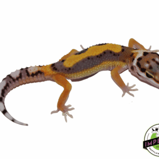 Reverse Stripe Leopard Gecko