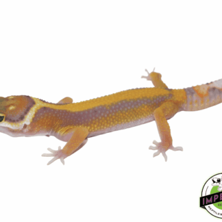 Designer Jungle Leopard Gecko Baby