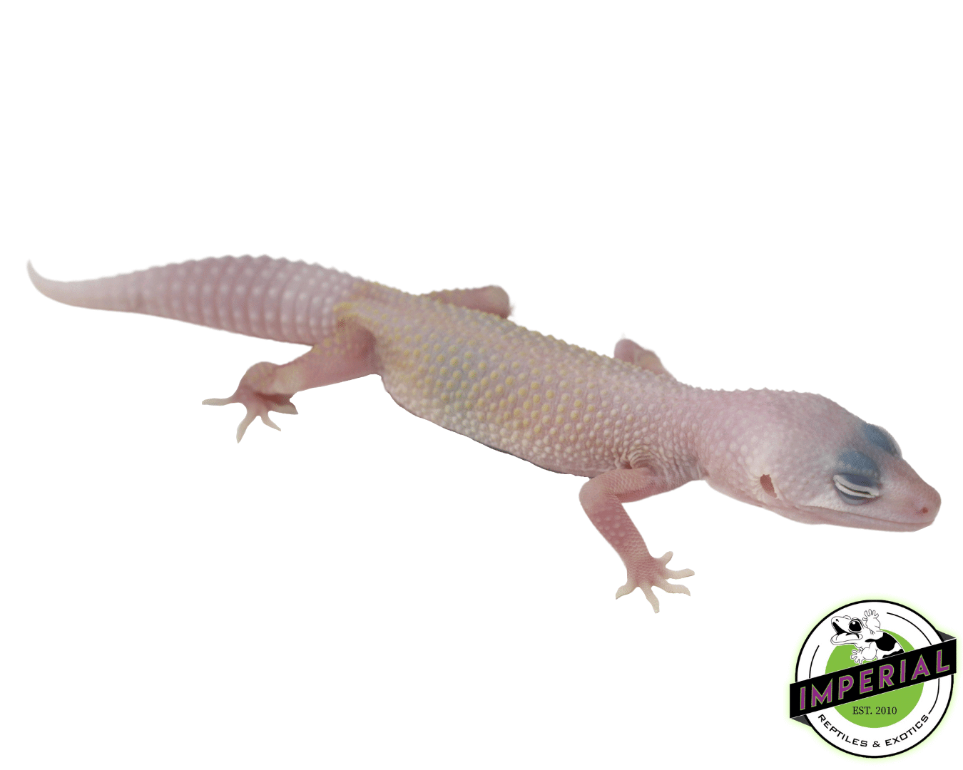 Diablo Blanco Leopard Gecko Baby - Image 2