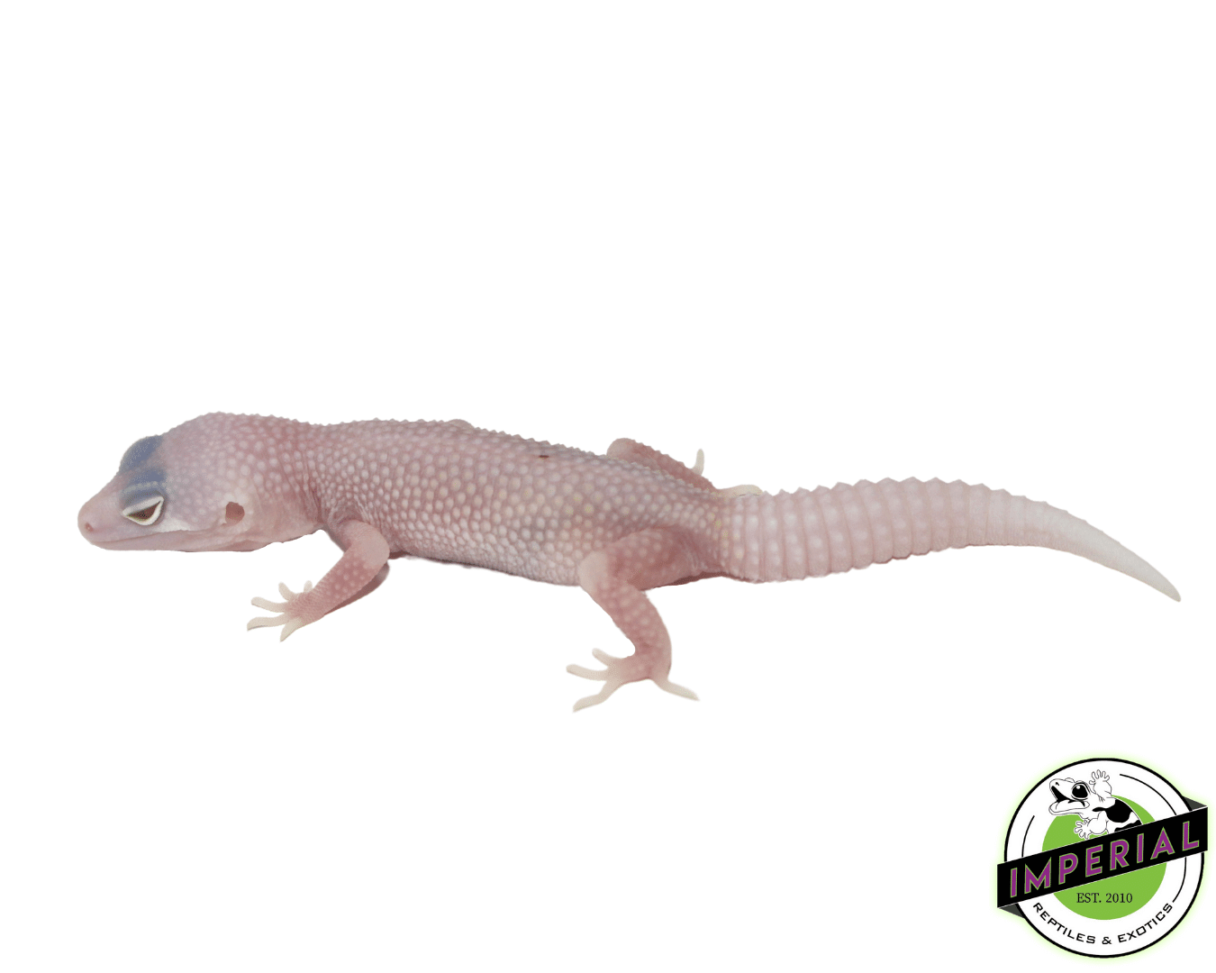 Diablo Blanco Leopard Gecko Baby - Image 3