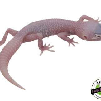 Diablo Blanco Leopard Gecko Baby