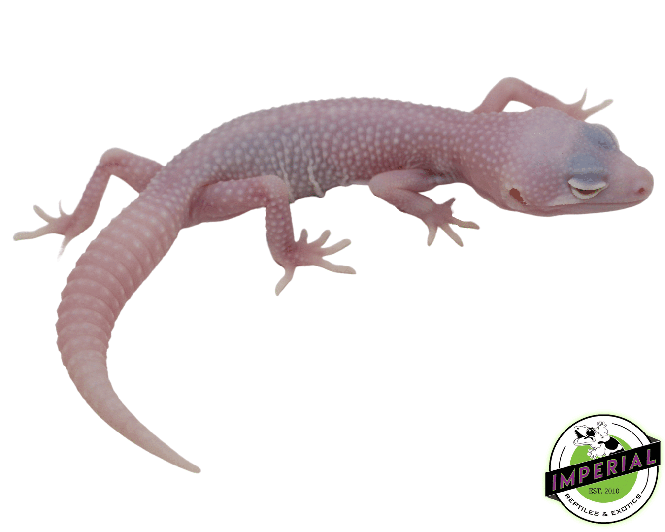 Diablo Blanco Leopard Gecko Baby