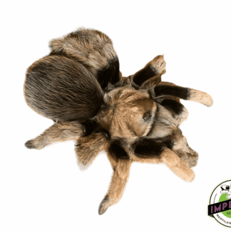 Aphonopelma sp. "Diamond Back" Tarantula