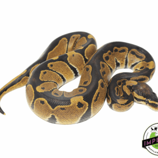 Dinker Import Ball Python