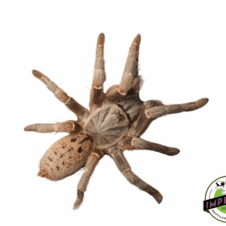 Dodoma Baboon Tarantula (Pterinochilus lugardi)