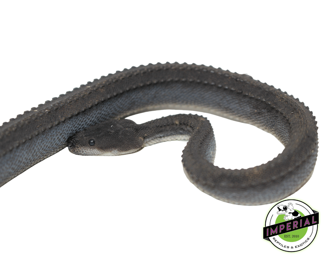 Dragon Snake - Image 2