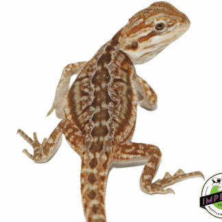 Dunner Bearded Dragon Baby