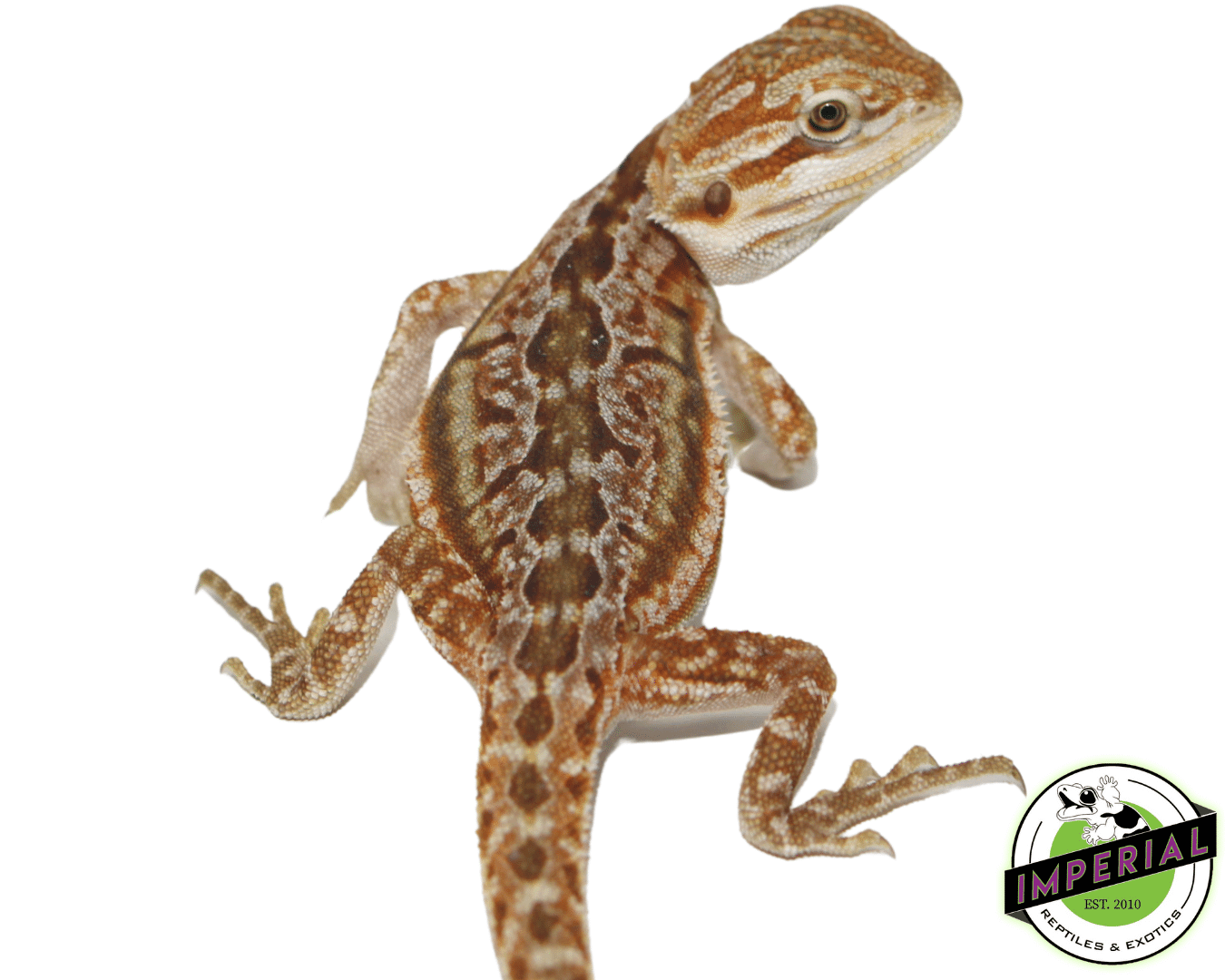 Dunner Bearded Dragon Baby