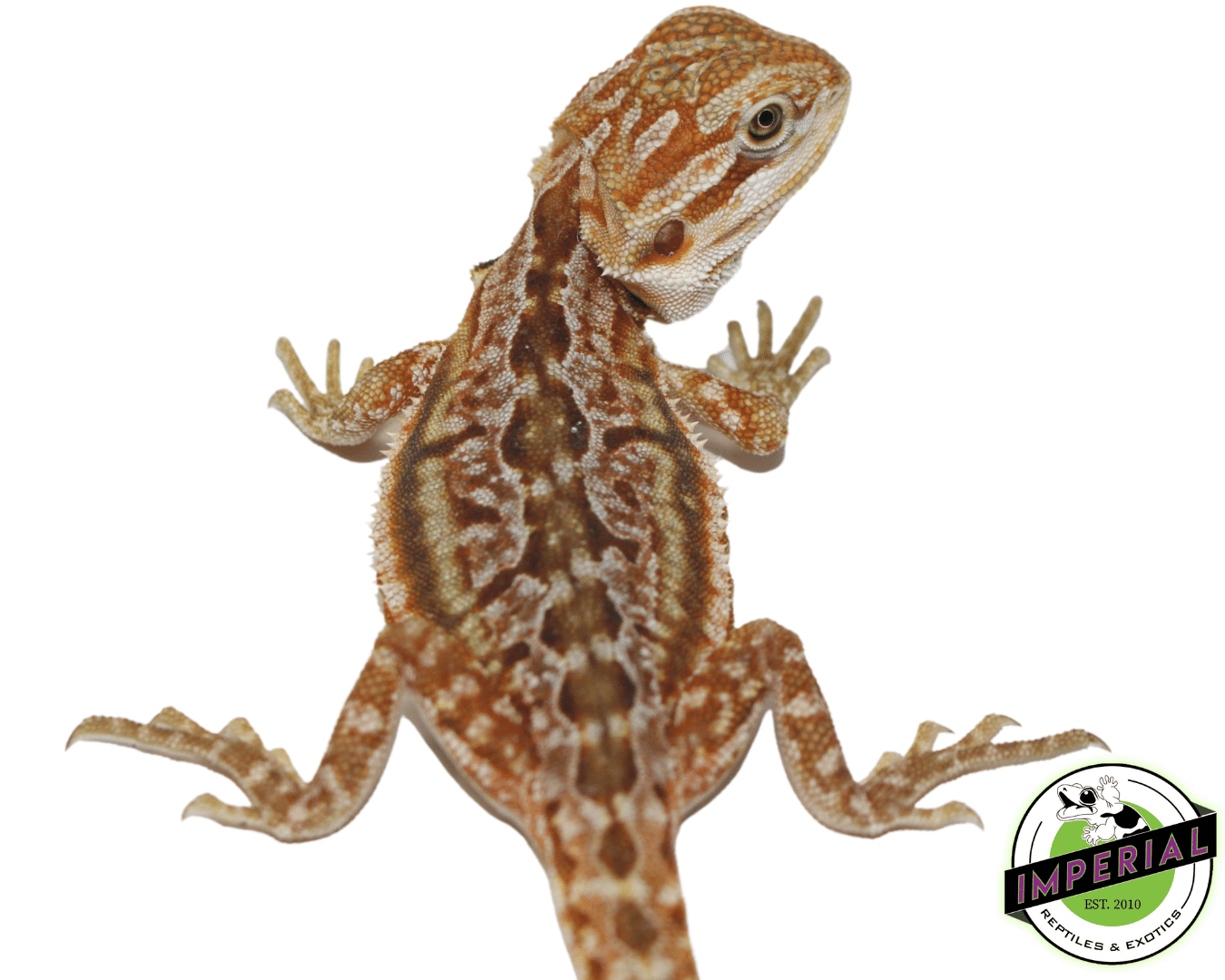 Dunner Bearded Dragon Baby - Image 2