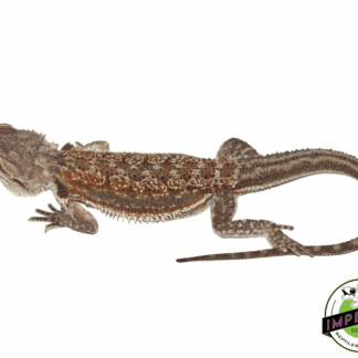 Dunner Bearded Dragon Sub Adult Female
