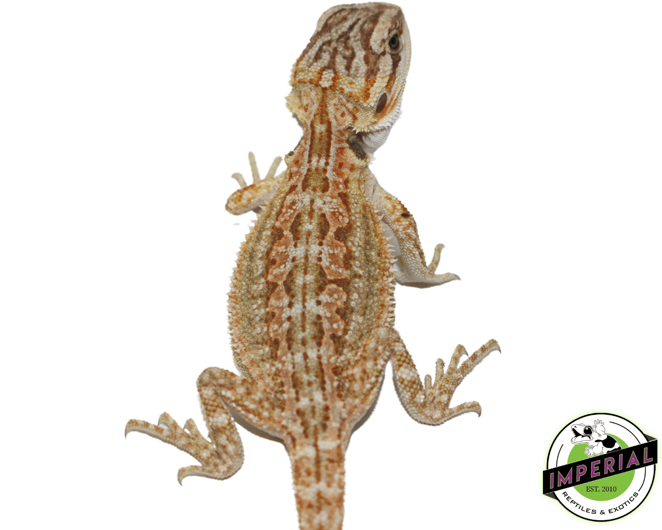 Dunner Bearded Dragon Baby - Image 3