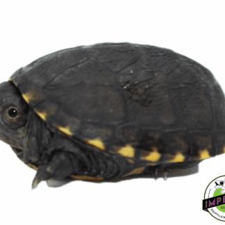 Eastern Mud Turtle Baby
