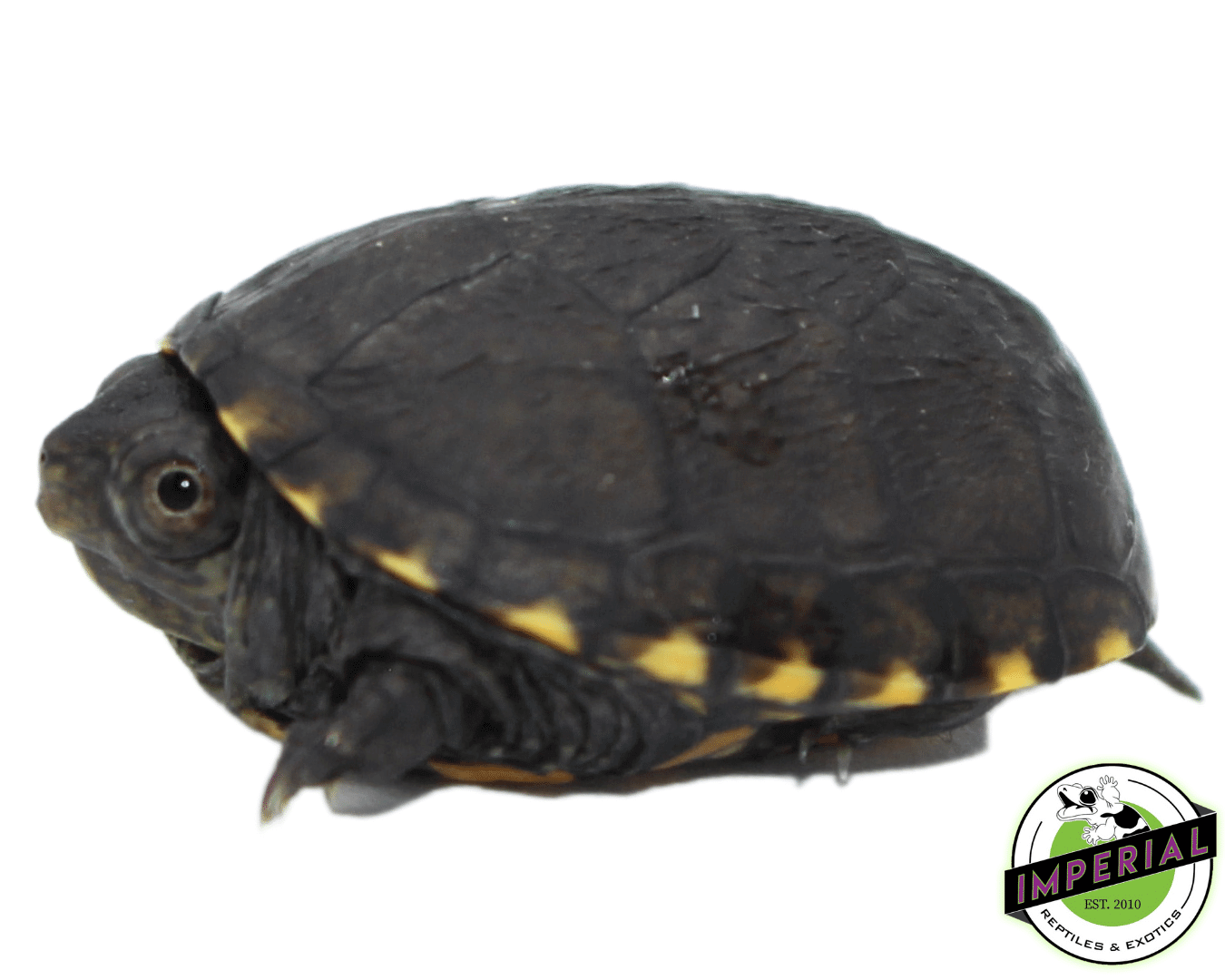 Eastern Mud Turtle Baby