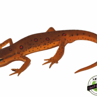 Eastern Newt