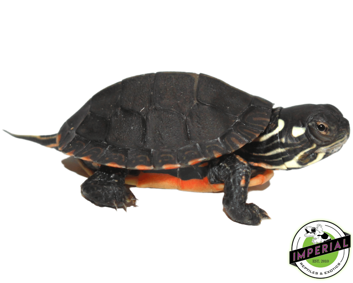 Eastern Painted Turtle Baby - Image 3